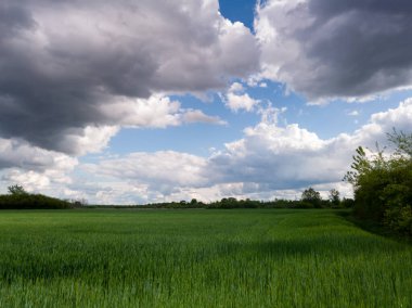 Büyüyen tahıllar, tarımsal işler ve tarımlar, mahsullü tarlalar verimli tarlalara ekilen buğdaylar, bahar mevsimi ve gün boyunca gökyüzünde dramatik bulutlar..