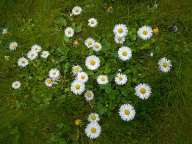 Gün boyunca bahçede papatya, papatya ya da İngiliz papatyası kümesi. Yeşil çimenler ve yoncalarla dolu bir tarlada beyaz yabani çiçekler..