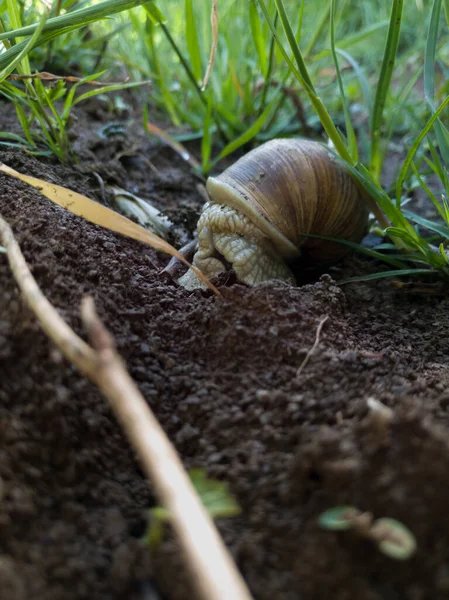 Gran Caracol Salvaje Viscoso Escondido Casa Campo Campo Entre Los — Foto de Stock