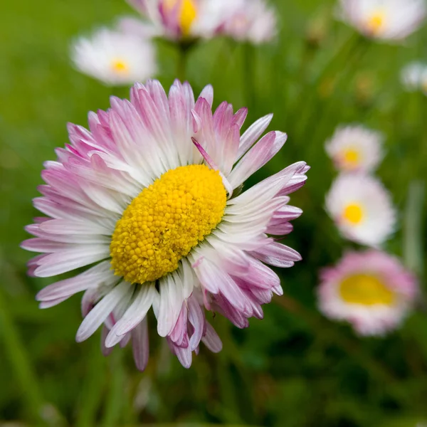 Close up isolated of wild flower with yellow pollen and white red petals against green grass in garden during day. Macro of common daisy irregular shape in lawn or meadow.
