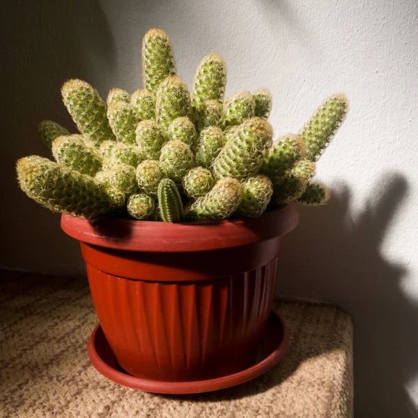 Plastová Váza Kaktusem Schodišti Zdi Ozářená Slunečním Světlem Během Dne — Stock fotografie