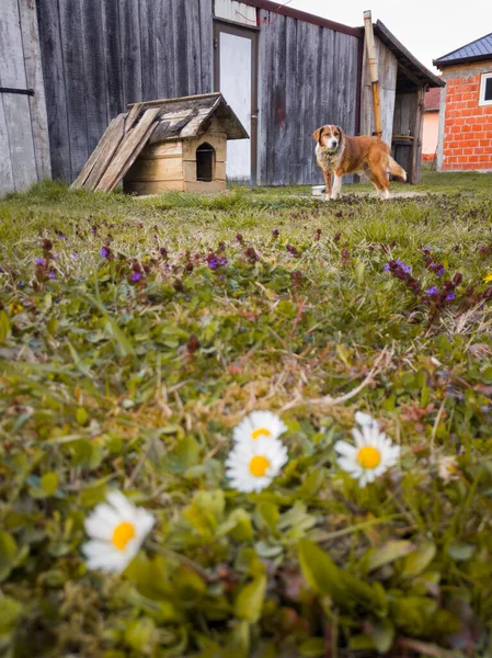 Önünde Beyaz Yabani Bir Çiçek Baharda Bahçede Köpek Kulübesinin Önünde — Stok fotoğraf