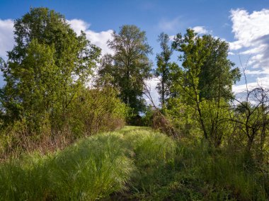Gökyüzünde bulutlar olan güneşli bir günde, baharda yeşillik ve çimlerle kaplanmış doğa boyunca yürüyüş yollarının güzel manzarası..