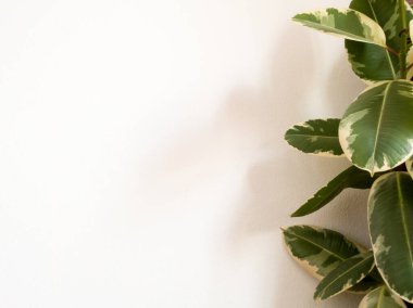 Gündüz beyaz duvara dayanan nesne, büyük yeşil yapraklı bitki örtüsü, modern iç tasarım, çağdaş minimalist