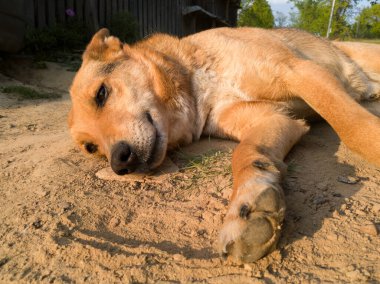 Evcil köpek, altın saat boyunca köyün bahçesinde yatar ve dinlenir..