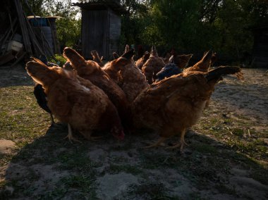 Gece boyunca köy avlusunda yemek yerken arka plan ışığı ve siluet bir tavuğun