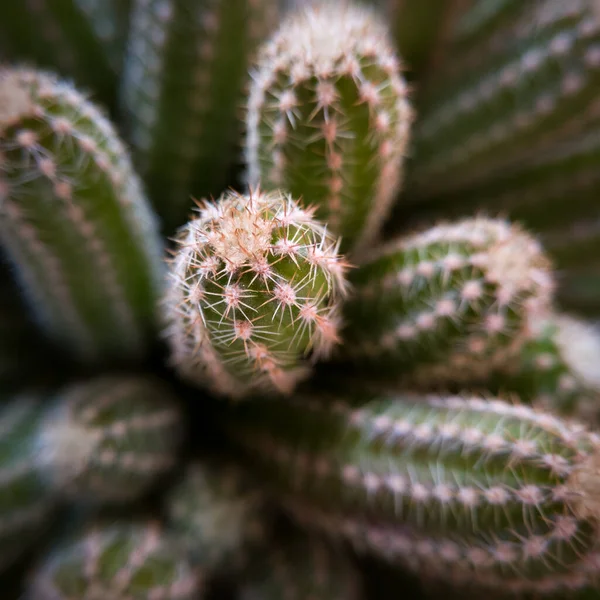 Makro Zavřít Pohled Špičku Zeleného Kaktusového Chapadla Trny — Stock fotografie