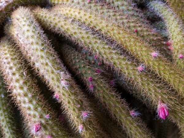 Pozorný Pohled Zelená Kaktusová Chapadla Bodci Malými Pupeny Růžovými Květy — Stock fotografie