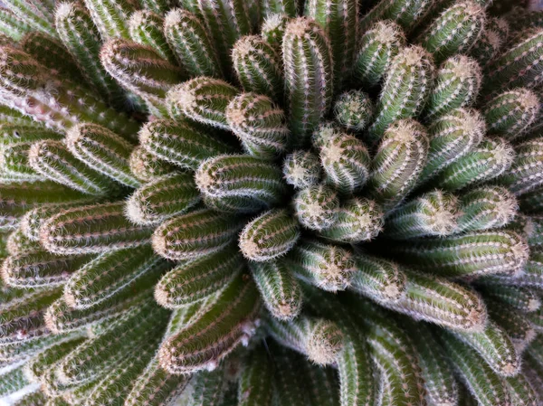 Zblízka Shora Pohled Hromadu Kaktusových Chapadel Ostny — Stock fotografie