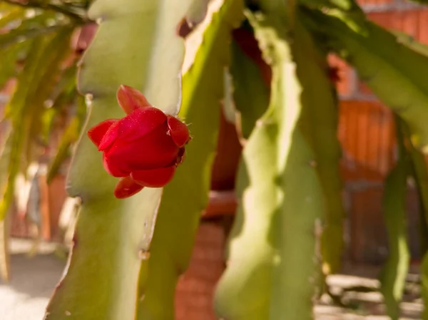 Červená Květina Zeleném Kaktusu Zamračeném Pozadí Během Slunečného Dne — Stock fotografie
