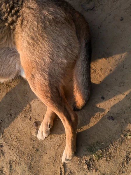 Part of the body of a domestic animal, the dogs behind legs and tail against the ground and dust in the evening during the golden hour.