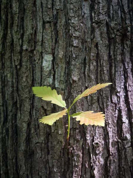 Une Brindille Chêne Avec Quatre Jeunes Feuilles Printemps Contre Une — Photo