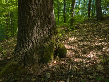 Ağaç kabuğunda yosun olan meşe ağacı, köklerinden, güneşli bir günde güneş lekeleri olan bir ormanın gölgesinde..