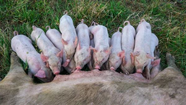Pig mother feeds the newborn piglets with their milk. Small strong pigs suck a healthy sow. Little pigs eating milk from mother on meadow. Piglets suckling from fertile sow on summer pasture.