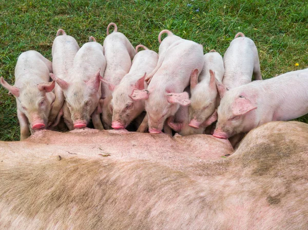 Pig Mother Feeds Newborn Piglets Milk Small Strong Pigs Suck — Stock Photo, Image