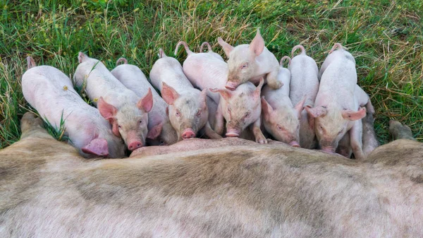 Pig mother feeds the newborn piglets with their milk. Small strong pigs suck a healthy sow. Little pigs eating milk from mother on meadow. Piglets suckling from fertile sow on summer pasture.