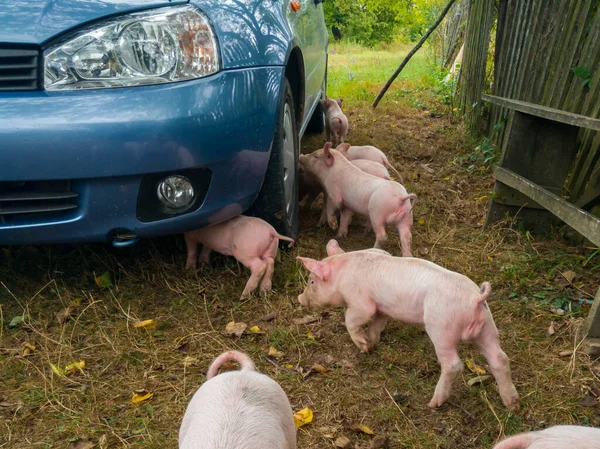 Junge Ferkel Erkunden Und Lernen Die Welt Kennen Neugeborene Schweinchen — Stockfoto