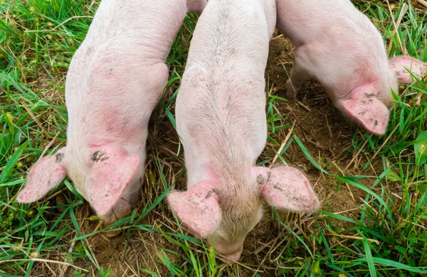 Nyfödda Smågrisar Ängen Ekologiska Grisar Den Ekologiska Lantgården Squeakers Betar — Stockfoto