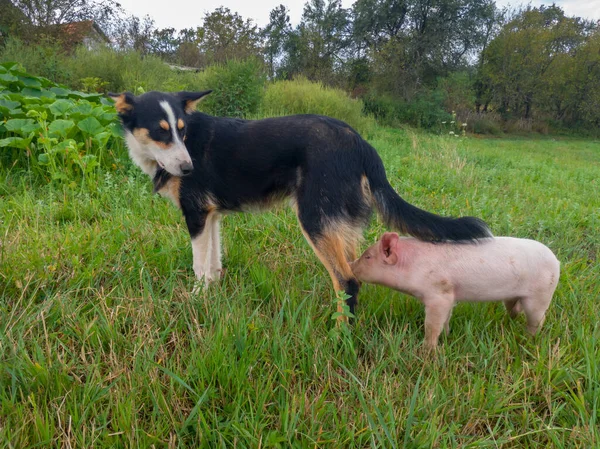 Little Pig First Meets Dog First Time Making Friendship Dog — Stock Photo, Image