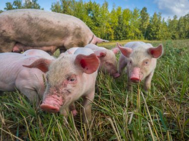 Çayırda yeni doğmuş domuzlar. Organik kırsal çiftlikteki organik domuzlar. Squeakers otlakta otlar..