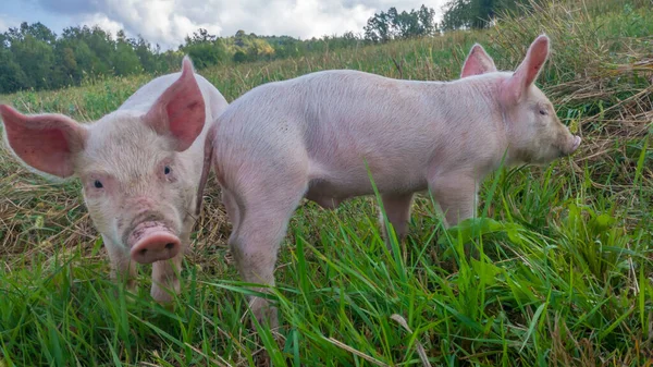 Dvě Novorozená Selata Louce Organická Prasata Ekologické Venkovské Farmě Pískací — Stock fotografie