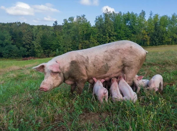 Sow watches the piglets in the meadow. Organic piggies on the organic rural  farm. Rural piglets roam in field. Squeakers graze grass and plow the ground. Newborn pigs in the pasture.