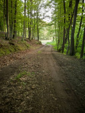 Gündüz vakti baharda yaprak döken bir ormanda toprak bir yol..