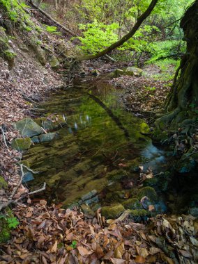 Gündüz vakti kayalık dibi olan yaprak döken bir ormanda, ilkbaharda sığ bir dağ deresinin manzarası..