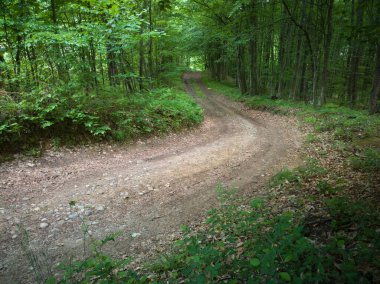 Baharda yeşillik dolu yaprak döken bir ormanın içinden geçen eski bir toprak yol.