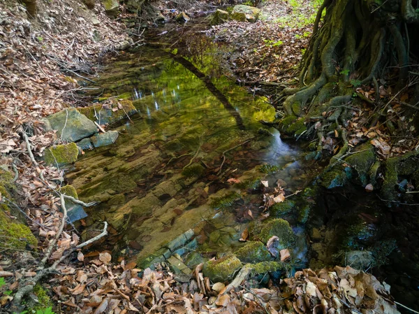 Vista Panorâmica Riacho Montanha Raso Primavera Uma Floresta Decídua Com — Fotografia de Stock