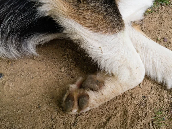 Gün Boyunca Taraftaki Kirli Köpek Patilerine Yakından Bir Göz Atın — Stok fotoğraf