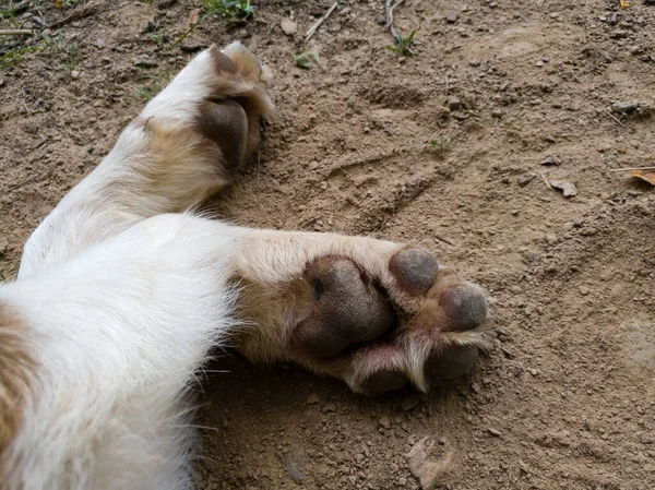 Gün Boyunca Taraftaki Kirli Köpek Patilerine Yakından Bir Göz Atın — Stok fotoğraf