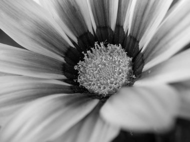 Gün boyunca Gerbera çiçeğinin Macro 'su