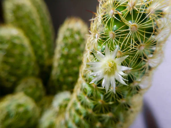 Pohled Zblízka Malou Bílou Květinku Pichlavém Kaktusu — Stock fotografie
