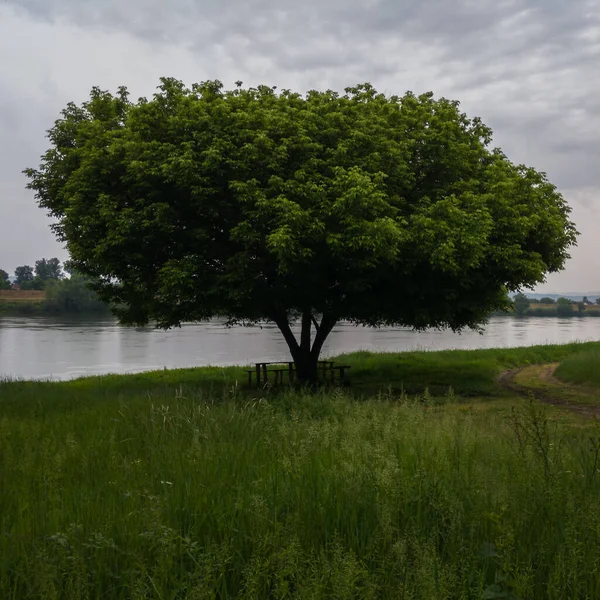 Een Tafel Bank Onder Een Boom Met Een Groot Groen — Stockfoto