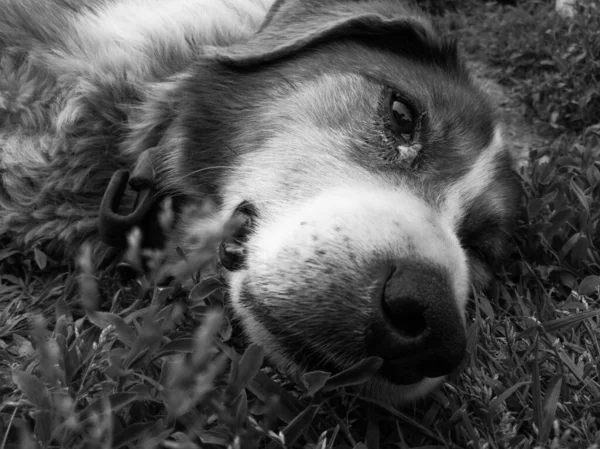 Çimlerin Üzerinde Yatarken Köpeğin Başına Yakından Bir Bak Hasta Bir — Stok fotoğraf