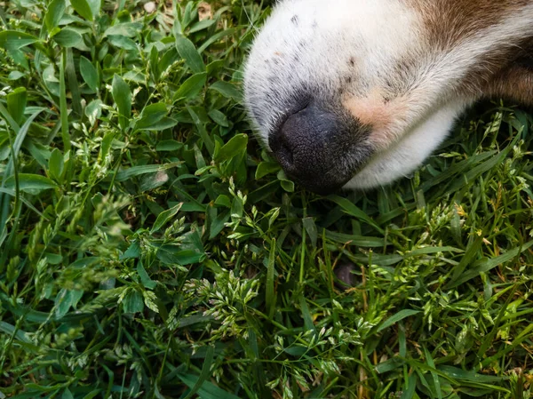 View Close Dog Snout Green Grass — Stock Photo, Image