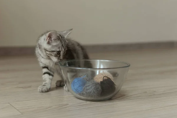 Un piccolo gattino a righe grigie gioca con le palline di filato in una ciotola di vetro. Cat guardando palle di filato — Foto Stock