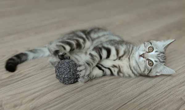 Kleines grau gestreiftes Kätzchen spielt mit Wollknäuel. Katze liegt auf dem Boden — Stockfoto