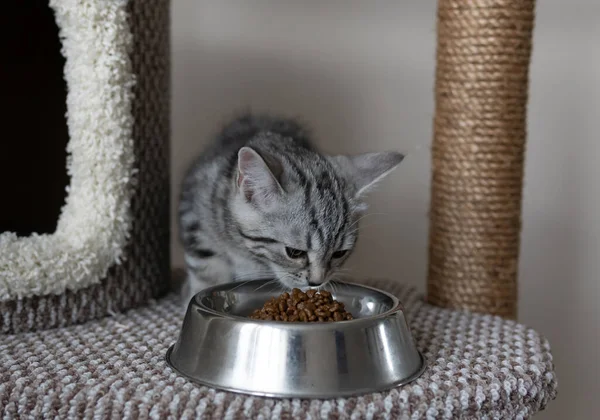 Small grey striped kitten eating form the plate on the cat\'s tree in the living room. Pet\'s climbing and scratching tree. Cat eating dry and wet cat foods from the bowl with good appetit
