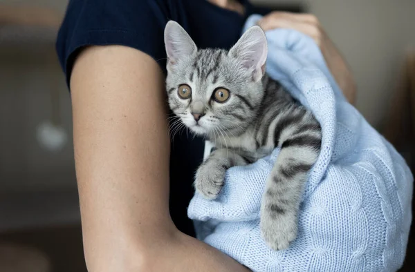 Young grey striped kitten on the hands of owner. Cat wrapped in blue knitted blanket. Close-up portrait of cat, indoor. — Stock Photo, Image