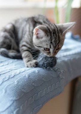 Küçük gri çizgili kedi yavrusu mutfak oyununda pencerede oturuyor ve iplik topunu ısırıyor. Kedi portresini kapat. Mavi örgü battaniyenin üzerinde oturan kedi.