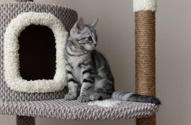 Oturma odasındaki kedi ağacında oturan sevimli gri çizgili kedi yavrusu. Evcil hayvanlar ağaca tırmanıyor ve tırmalıyor. Bekar kedi oturuyor ve sağa bakıyor.