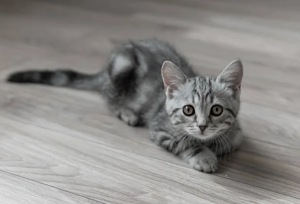 Lovable grey striped kitten laying on the floor in the living room and looking to the camera. Curious cat ready to jump.