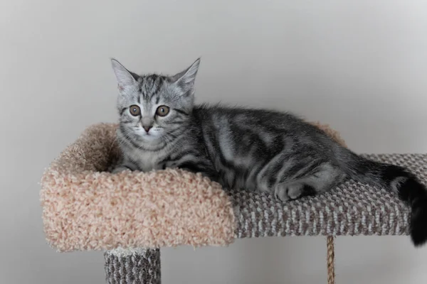 Petit chaton rayé gris posé sur l'arbre à chats dans le salon. Animaux grimpant et grattant arbre. Pose de chat et regarder vers la gauche Image En Vente