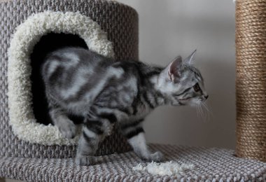 Oturma odasındaki kedi ağacından çıkan sevimli gri çizgili kedi. Evcil hayvanlar ağaca tırmanıyor ve tırmalıyor. Kedi sağa doğru yürüyor..