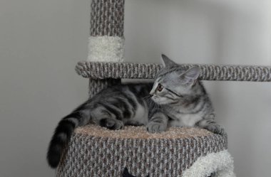 Oturma odasındaki kedi ağacının üzerinde yatan genç gri çizgili kedi yavrusu. Evcil hayvanlar ağaca tırmanıyor ve tırmalıyor. Kedi yerde yatıyor ve kuyruğuna bakıyor..
