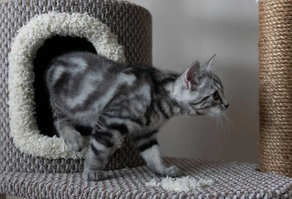 Oturma odasındaki kedi ağacından çıkan sevimli gri çizgili kedi. Evcil hayvanlar ağaca tırmanıyor ve tırmalıyor. Kedi sağa doğru yürüyor..