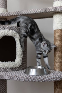 Genç gri çizgili kedi yavrusu yemek yemek için oturma odasındaki kedi ağacına atlayıp tabağı oluşturuyor. Evcil hayvanlar ağaca tırmanıyor ve tırmalıyor. Kedi kuru ve ıslak kedi maması yiyor.