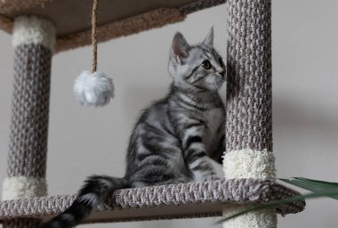 Küçük gri çizgili bir kedi yavrusu oturma odasında kedi ağacıyla oynuyor. Evcil hayvan tırmanıyor ve ağacı tırmalıyor. Kedi oturuyor ve sağa bakıyor..
